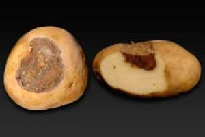 Description of potato alternaria, treatment and main measures to combat the disease