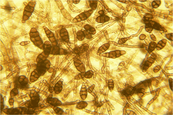 conidia infestation