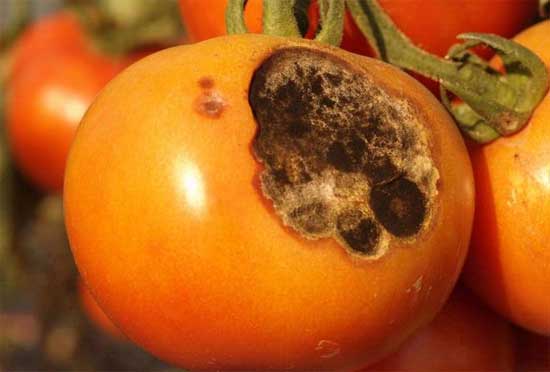 tipo de tomate con Alternaria