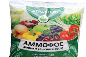 Instructions for use and composition of Ammophos fertilizer, how to breed it