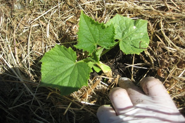 feuilles inférieures