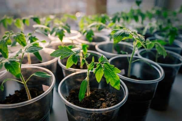 tomato seedlings in glasses