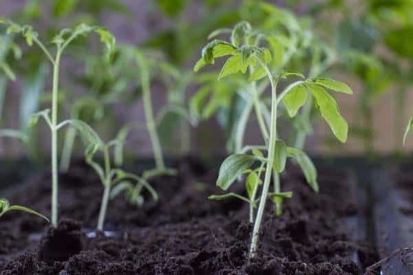 tomato seedlings in the garden