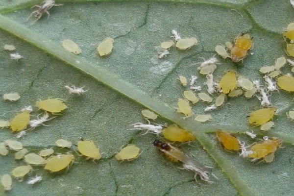 chlorosis develops