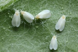 What to do if there are white midges on cucumbers and how to deal with them?