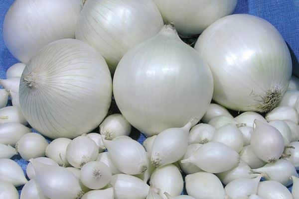 white onion