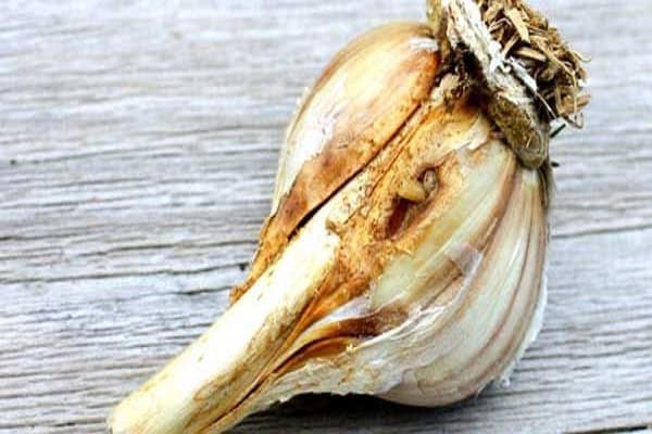 garlic pests