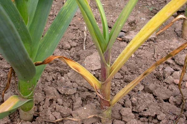 bawang putih fusarium