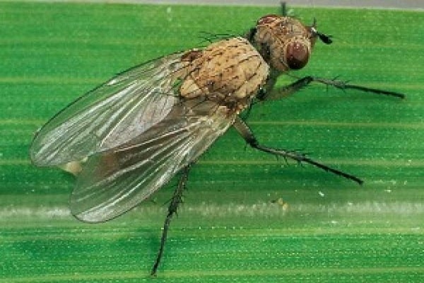 mosca de la cebolla