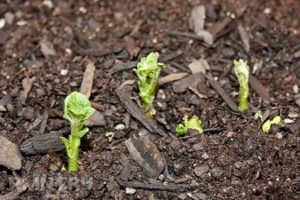 How many days after planting do potatoes sprout and what if they do not sprout?