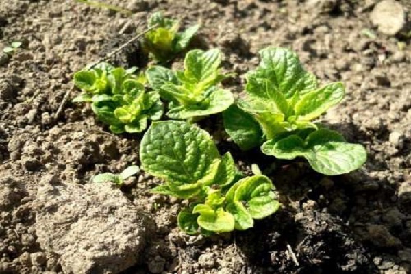 vegetable shoots