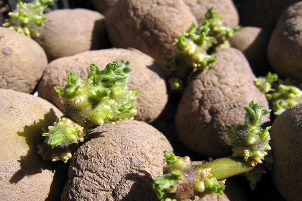 sprouts on tubers