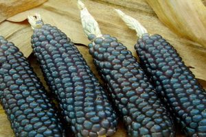 The benefits and harms of black corn, its properties and the preparation of medicinal decoctions