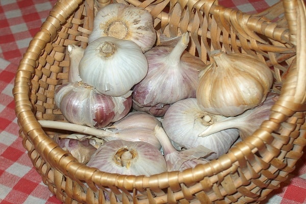  disadvantages of garlic