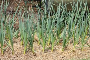 Description of the Bogatyr garlic variety, its characteristics and cultivation