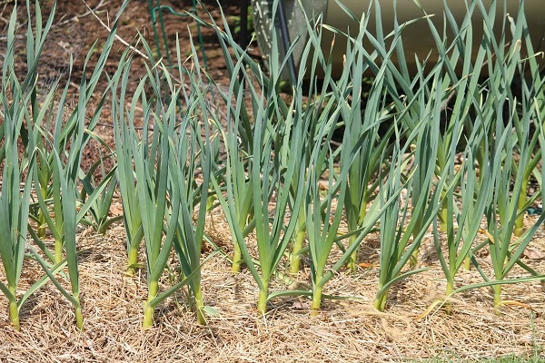 hojas de plantas