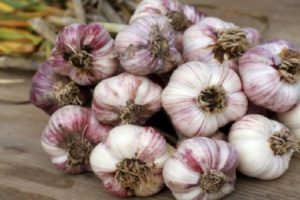 Description of the Dobrynya garlic variety, features of cultivation and care