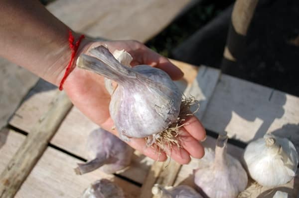 Komsomolets de ajo en mano