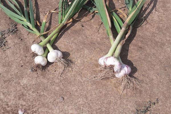 garlic cultivation