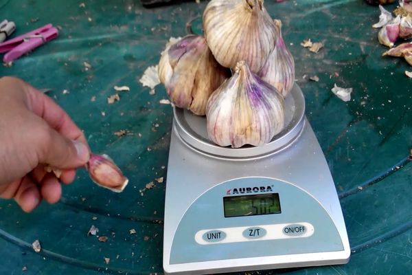 garlic on the scales