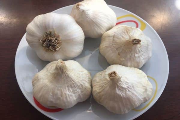 garlic on a plate