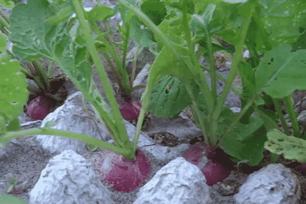 el jardinero se arriesga