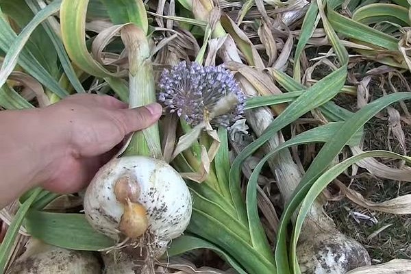 puesto de verduras