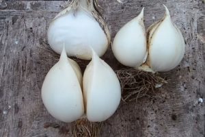 Description, planting, care and cultivation of Rocambol elephant garlic onions