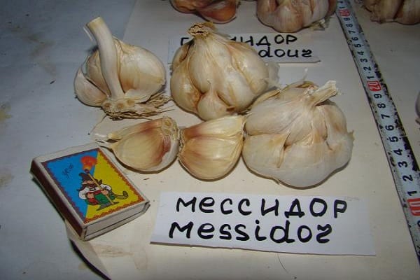 maladies bactériennes