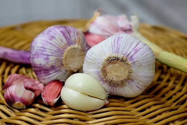 garlic seeds