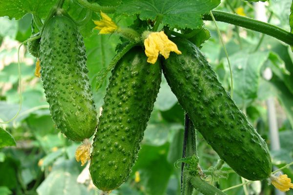 concombres dans le jardin