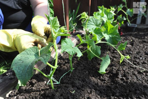 proceso de cuidado del pepino