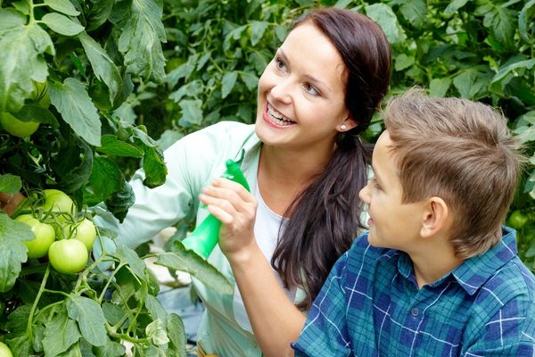 Woman spraying tomato leaves