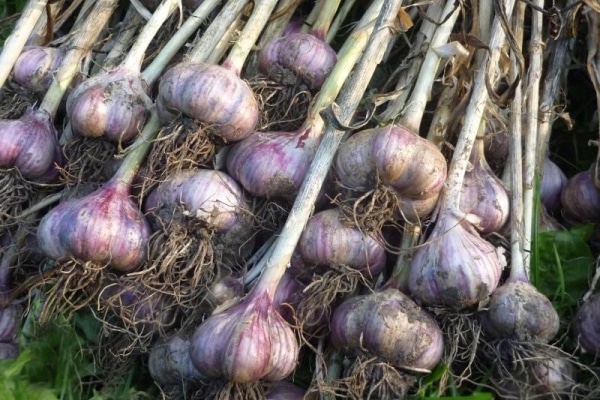 a bunch of garlic