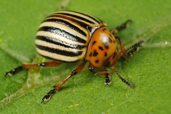 colorado potato beetle on plant