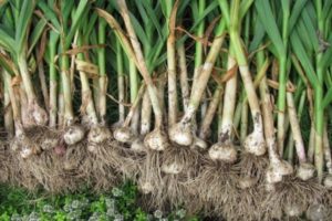 Why garlic can grow small, not divide into cloves and grow in one head