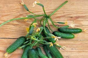 Description of the variety Urban cucumber, features of cultivation and productivity