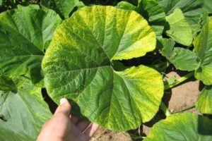 Causes, types and treatment of chlorosis of cucumber leaves