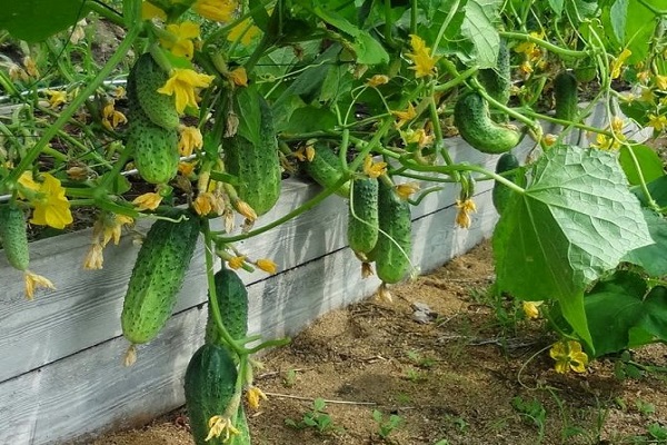 guérir les plantes