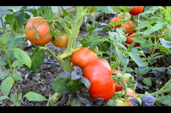 matahari terbit tomato di kebun