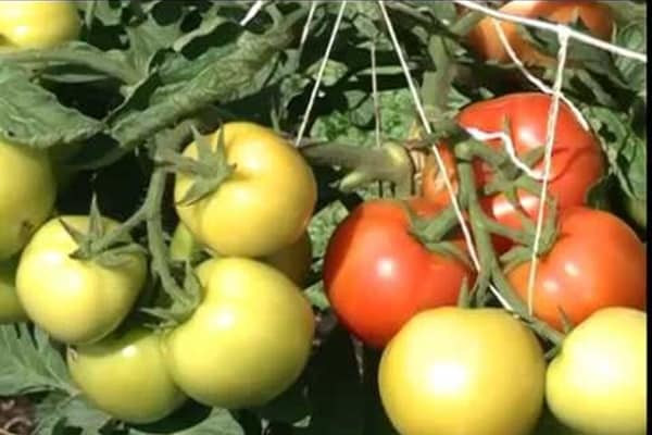 le lever du soleil des buissons de tomates