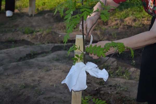 Garter tomato with polyethylene tape