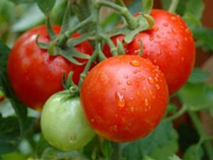 Penerangan mengenai varieti tomato Valya, ciri dan hasilnya