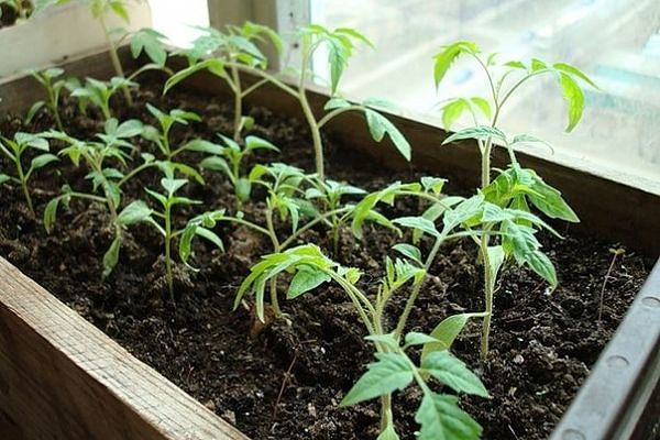 plants de concombre dans une boîte