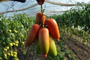 Penerangan mengenai varieti tomato Aidar, ciri dan rasanya