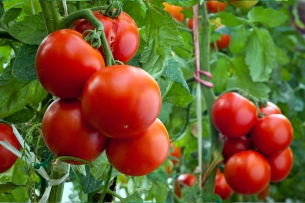 semak tomato Aristokrat