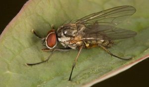 How to deal with onion fly folk and chemical means?