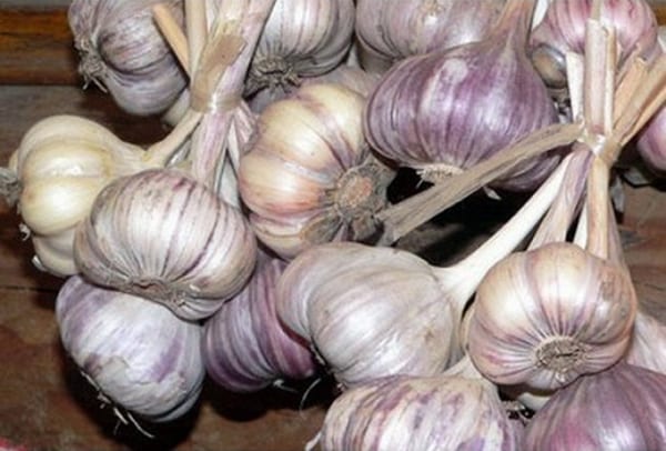 bunches of garlic Komsomolets