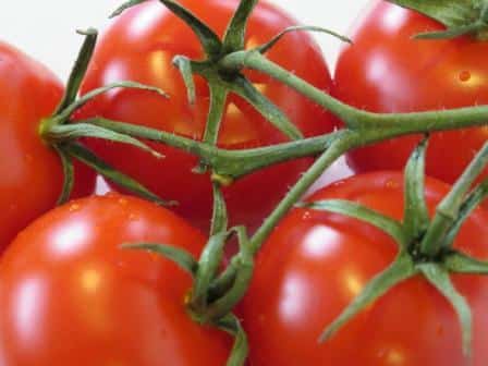 apparition de l'aristocrate de la tomate