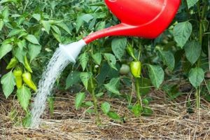 How to feed pepper with iodine and can it be used as a fertilizer?